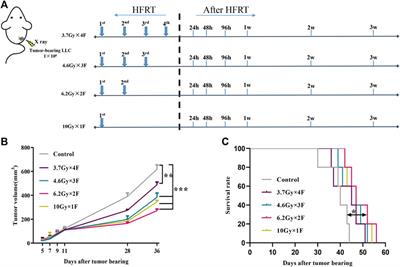 Immune Response on Optimal Timing and Fractionation Dose for Hypofractionated Radiotherapy in Non–Small-Cell Lung Cancer